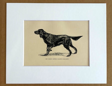 Antique 1890s Dog Print  in 8 x 10 Mat: "The Gordon Setter Champion Bellmont"