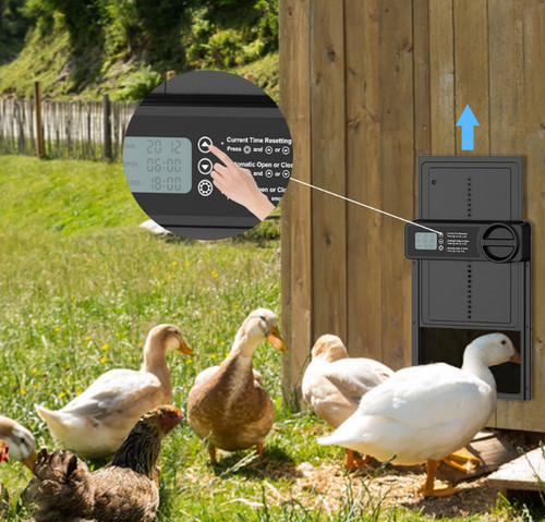Automatic chicken coop door - chicken,