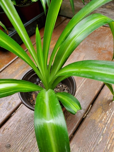 Rooted airplane plant pot - plant, in