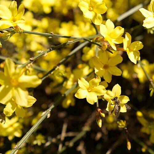Jasmine winter flowering - jasmine,,