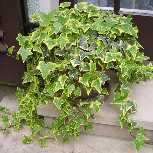 Trailing variegated ivy - 6x,