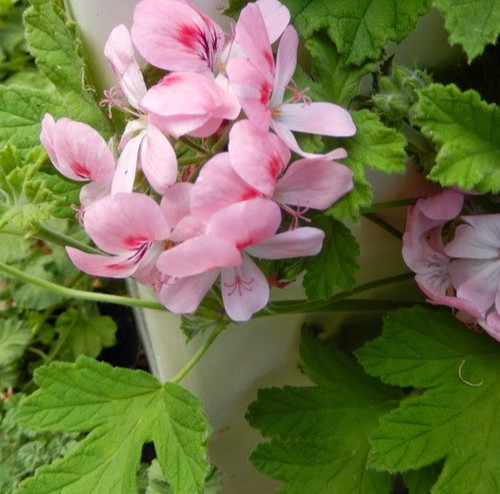 Scented pelargonium sweet - scented,
