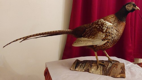 Taxidermy large common - taxidermy:,