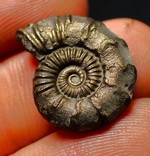 Polymorphites pyrite ammonite fossil (20 mm) Jurassic Coast Fossils UK minerals