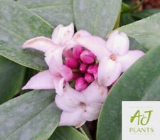 Daphne odora x bholua Perfume