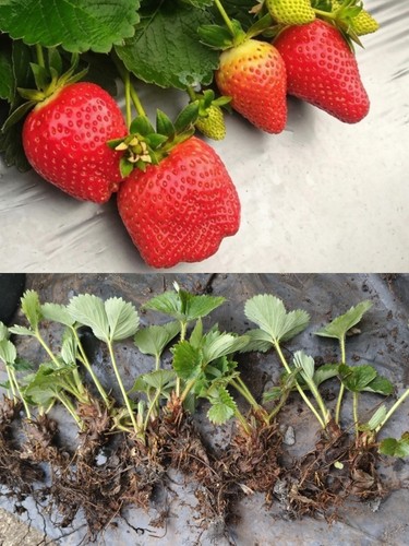 Organic sweet strawberry - 3x,