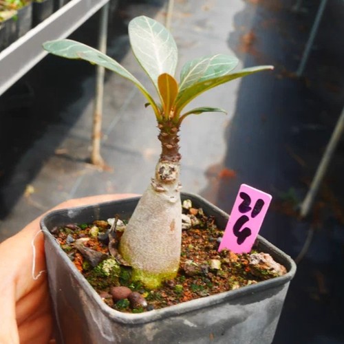 1pieces 5cm seedgrowth - 2-2.5cm,
