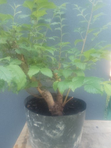 Elm twin trunk bonsai - elm,