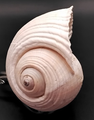 Seashell tonna galea giant tun - seashell,