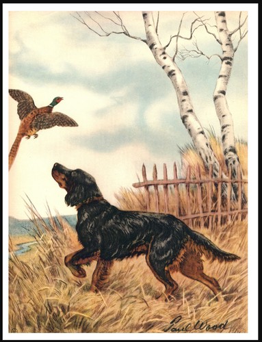 Gordon setter and pheasant - setter,