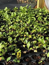 Pak Choi Cabbage , white Plugs Plants X6 Ready to Plant  , Letterbox Friendly