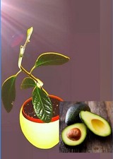 Avocado Tree Sprouted Seeds X2 . Tropical. Both in one pot for Bonsai  !! 