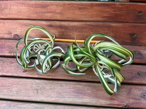 Variegated bonnie curly spider - curly,