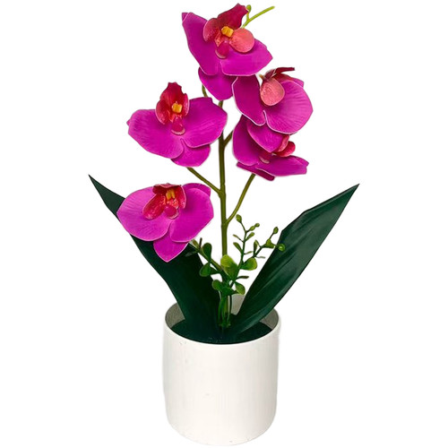 White purple pink stripe - +, +
