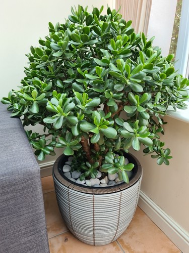 Potted money jade crassula - potted, money/jade/crassula