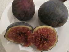 "BROWN TURKEY FIG" TREE  50 SEEDS
