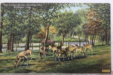 Connecticut CT Bridgeport Beardsley Park Deer Yard Postcard Old Vintage Card PC