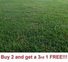 Zenith Zoysia Grass 5000 seeds starter kit