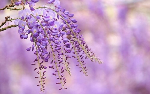 Wisteria sinensis seeds - 5x,