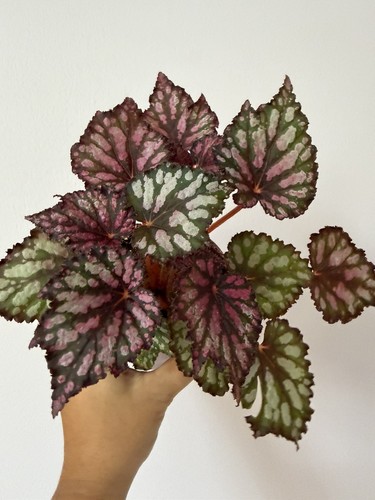 Begonia rex bewitched - rex,