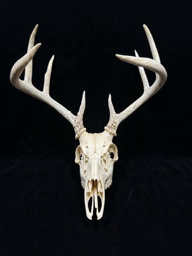 Real whitetail deer european - whitetail,