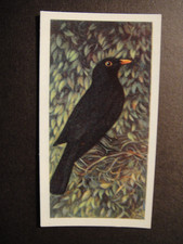BROOKE BOND PG TIPS BRITISH BIRDS FRANCES PITT SERIES   #5 THE BLACKBIRD