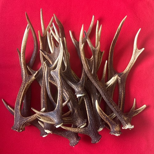 Pieces sika deer antlers - pieces, of