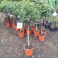 Laurus Nobilis 80cm stem 30-35cm head Lollipop Bay Tree AMAZING VALUE 120cm Tall