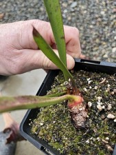 Sarracenia H393 leviathan