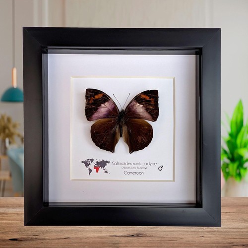 Framed african leaf butterfly - framed,