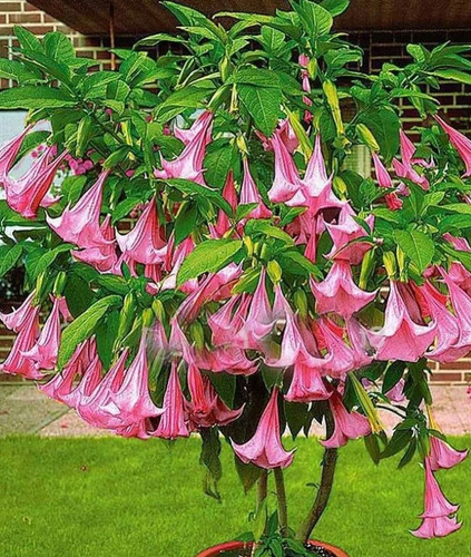 Seeds brugmansia rosa - seeds, of