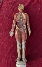 Antique French Anatomical
