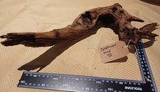 Driftwood for Aquariums - Medium (40-60cm) individual pieces