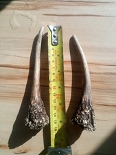 fallow deer antlers Prickett