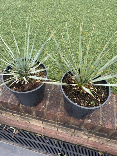 Yucca rostrata 20cm tall - yucca,