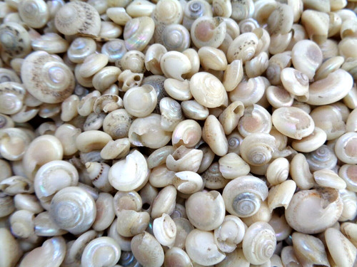 50g tiny seashells button - 50g,