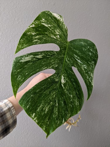 Monstera albo deliciosa rooted - monstera,