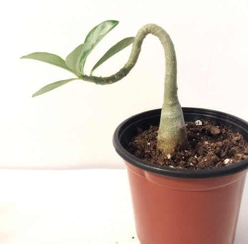 Desert rose live plant you - plant,,