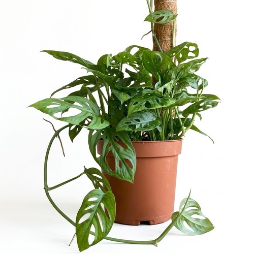 Monstera adansonii swiss - monstera,