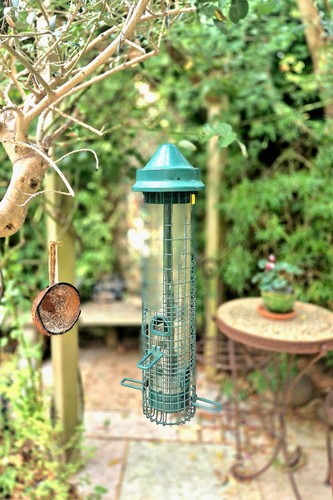 Bird feeder squirrel - bird,