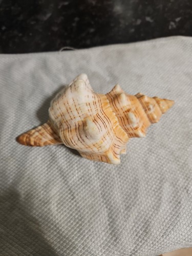 Big trumpet sea - sea, snail