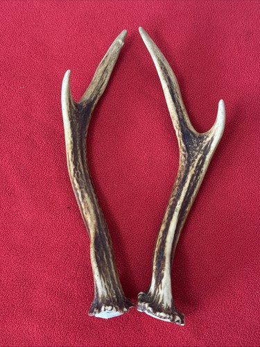 Pair sika deer antlers - sika,