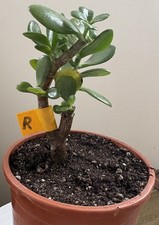 Crassula ovata jade succulent - crassula,