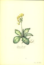 Alps - Auricle (Primula Auricula). Watercolour Art Print by Elsa M. Felsko.