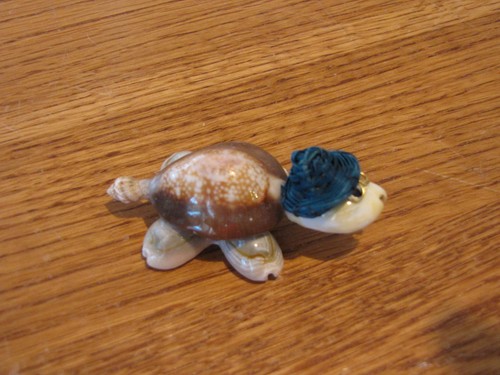 Seashell sea shells turtle - seashell,
