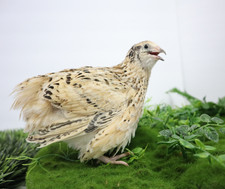 Jumbo Italian Quail Hatching