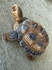 Wade Vintage Tortoise Trinket