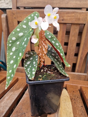 Polka dot begonia - polka,