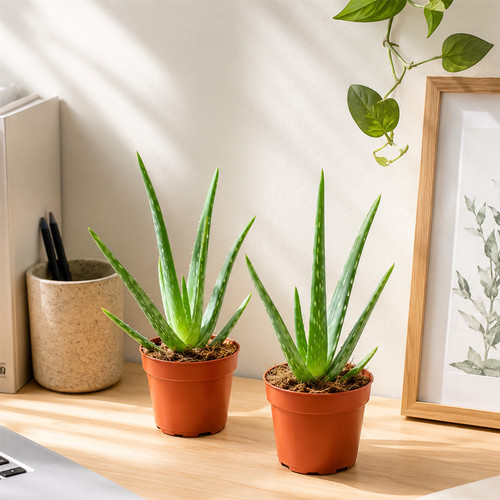 Fresh aloe vera plants - vera,