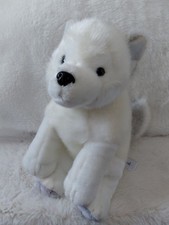 Lapland UK Lumi Husky malamute